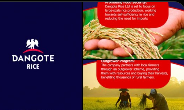 “Dangote World-Class Rice: Leading Nigeria’s Food Security with Locally Grown Excellence”
