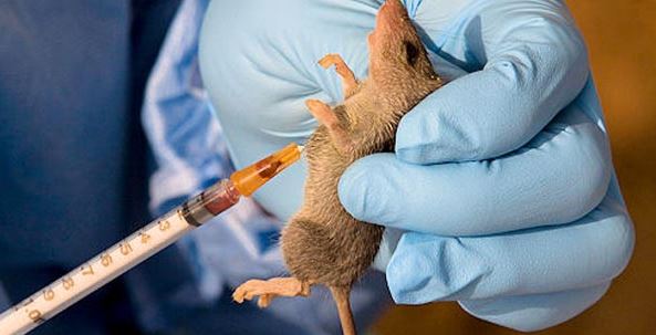 Lassa fever, meningitis kill 366 in 24 states – NCDC