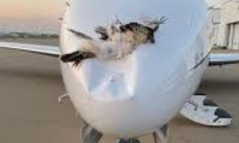 Another Bird Strike Grounds Air Peace Flight, Triggers Fresh Safety Alarm