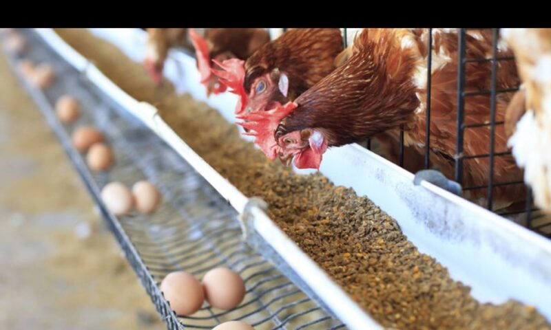 “Feathers of Hope: How One Poultry Farmer is Beating the Odds in Nigeria’s Tough Economy”