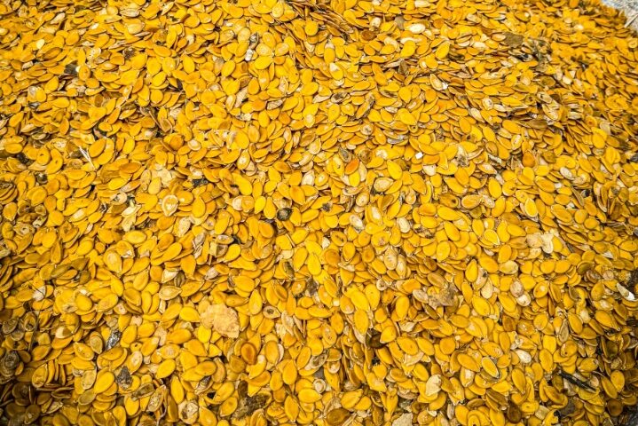 Egusi Goes to Space: Nigeria Makes History with First Agricultural Item in Orbit