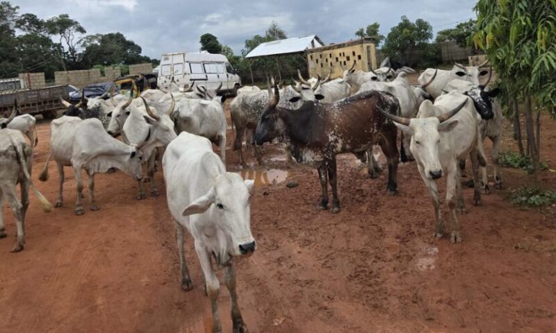 Police nab 13 cattle rustlers, recover 27 stolen cows in Kaduna