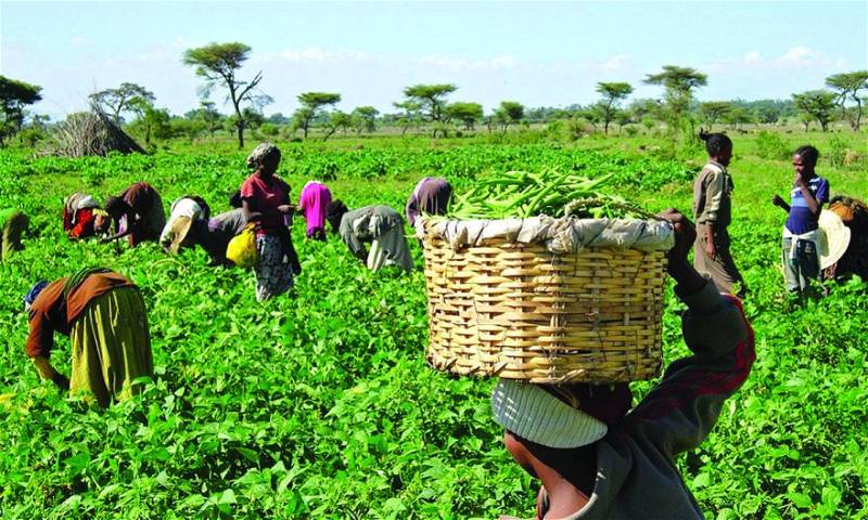 Lower earnings drive foreigners off Nigerian farms
