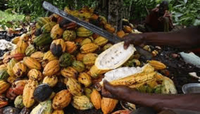 EU rolls out €18.3m facility to boost cocoa, ginger value chains in Nigeria