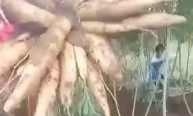 “4Tree Lands in Nigeria: Revolutionizing Cassava Farming with Bigger Roots, Higher Yields, and Enhanced Starch Content”