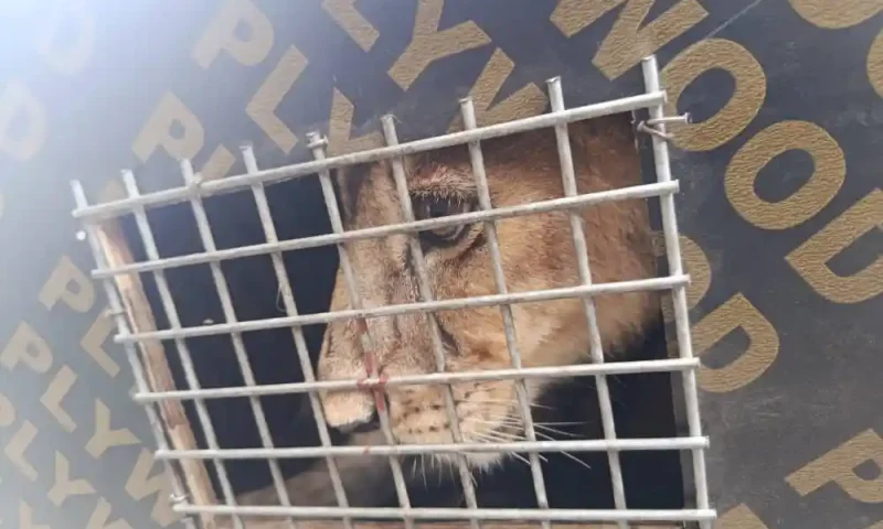 Customs Foil Wildlife Trafficking Attempt: Lion Cub, Patas Monkeys Seized at Seme Border